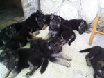 Cuccioli di Pastore Tedesco - Foto n. 2