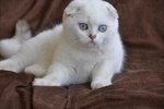 Gattino Scottish Fold - Foto n. 1