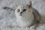 Gattino Scottish Fold - Foto n. 2