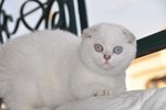 Gattino Scottish Fold - Foto n. 5