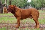 Dogue de Bordeaux - Foto n. 2