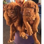 Dogue de Bordeaux