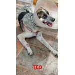 Adozione del Cuore!!!! teo, 3 Anni, Assalito da un Branco, poi Dall’uomo ed Infine Investito Rischia