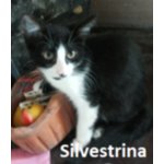 Silvestrina e Titti, due Micette da dare in Adozione - Foto n. 1