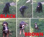 Incrocio Cocker/setter 5,5 Mesi, Ultimi due Cuccioli, Crcano Casa