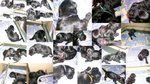 Cuccioli di Terrier nero Russo