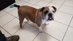 Bulldog Inglese Femmina con Pedigree Enci