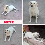 Neve, Labrador Pura, 2/3 Anni, Nonostante di Razza, L’essere Umano non gli ha Risparmiato L’abbabndo