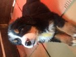 Bovaro del Bernese Cuccioli - Foto n. 1