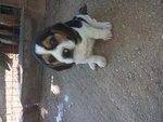 Cuccioli di Beagle - Foto n. 1