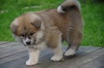 Bellissimi Cuccioli di Akita inu Disponibili - Foto n. 1