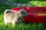 Bellissimi Cuccioli di Akita inu Disponibili - Foto n. 2