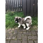 Bellissimi Cuccioli di Akita inu Disponibili - Foto n. 4