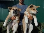 Bellissimi Cuccioli di Akita inu Disponibili - Foto n. 5