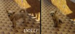 Dolly, 10 mesi per 5,5 kg di Simpatia, uno dei Tanti Abbandoni Estivi, Dalla Sicilia a Bergamo per C