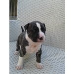 Cuccioli American Staffordshire Terrier - Foto n. 3