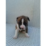 Cuccioli American Staffordshire Terrier - Foto n. 4