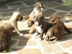 Cuccioli American Staffordshire Terrier