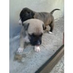 Cuccioli American Staffordshire Terrier - Foto n. 5