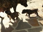 Cuccioli American Staffordshire Terrier - Foto n. 6