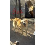 Gioia Simil Golden Retriver