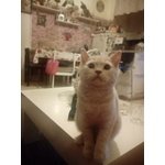 Scottish Fold/straight - Foto n. 2