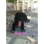 Sasha Simil Labrador