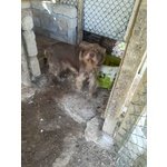 🐶 Spinone femmina in adozione a L'Aquila (AQ) e in tutta Italia da privato