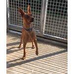 Mirtillo, Bellissimo Pinscher, 4/5 kg, un Uragano di Simpatia, Cerca Casa - Foto n. 3