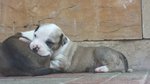 Cucciolata Amstaff