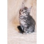 Cuccioli Maine Coon