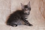 Cuccioli Maine Coon - Foto n. 2