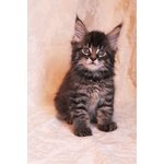 Cuccioli Maine Coon - Foto n. 2