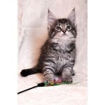 Cuccioli Maine Coon - Foto n. 6