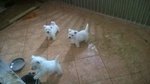 Offro in Regalo: due Cuccioli Maschi e Femmine di west Highland(offro Urgente)