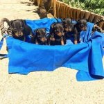 Cuccioli Pinscher Nano