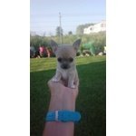 Chihuahua Cuccioli