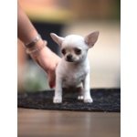 Chihuahua Cuccioli - Foto n. 6