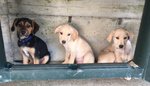 Cuccioli Incrocio Labrador Ascott e Dodo, Incrocio Lupoide Casper, Hanno Lottato tra la vita e la Mo