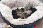 Chihuahua Cuccioli con Pedigree - Foto n. 2
