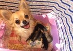 Chihuahua Cuccioli con Pedigree - Foto n. 3