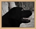 Strepitosa Cucciolata di Labrador Retriever Gialli e Neri - Foto n. 2