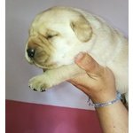 Strepitosa Cucciolata di Labrador Retriever Gialli e Neri - Foto n. 3