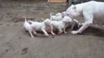 Cuccioli di dogo Argentino