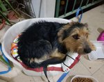 Urgente! Eros, 3 Anni, Incrocio Bassotto/spinoncino, Taglia Piccola, deve Andarsene da Casa. - Foto n. 1