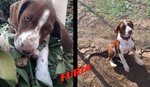 Furia, Cucciola di 4 Mesi, Incrocio Bracco, Trovata Quando era Neonata con i Fratellini, Ultima Rima