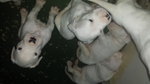 Cuccioli di dogo Argentino - Foto n. 2