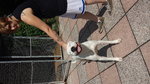 Cuccioli di dogo Argentino - Foto n. 4