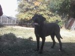 Un Amore di cane Corso.......... - Foto n. 2