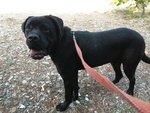 Un Amore di cane Corso.......... - Foto n. 4